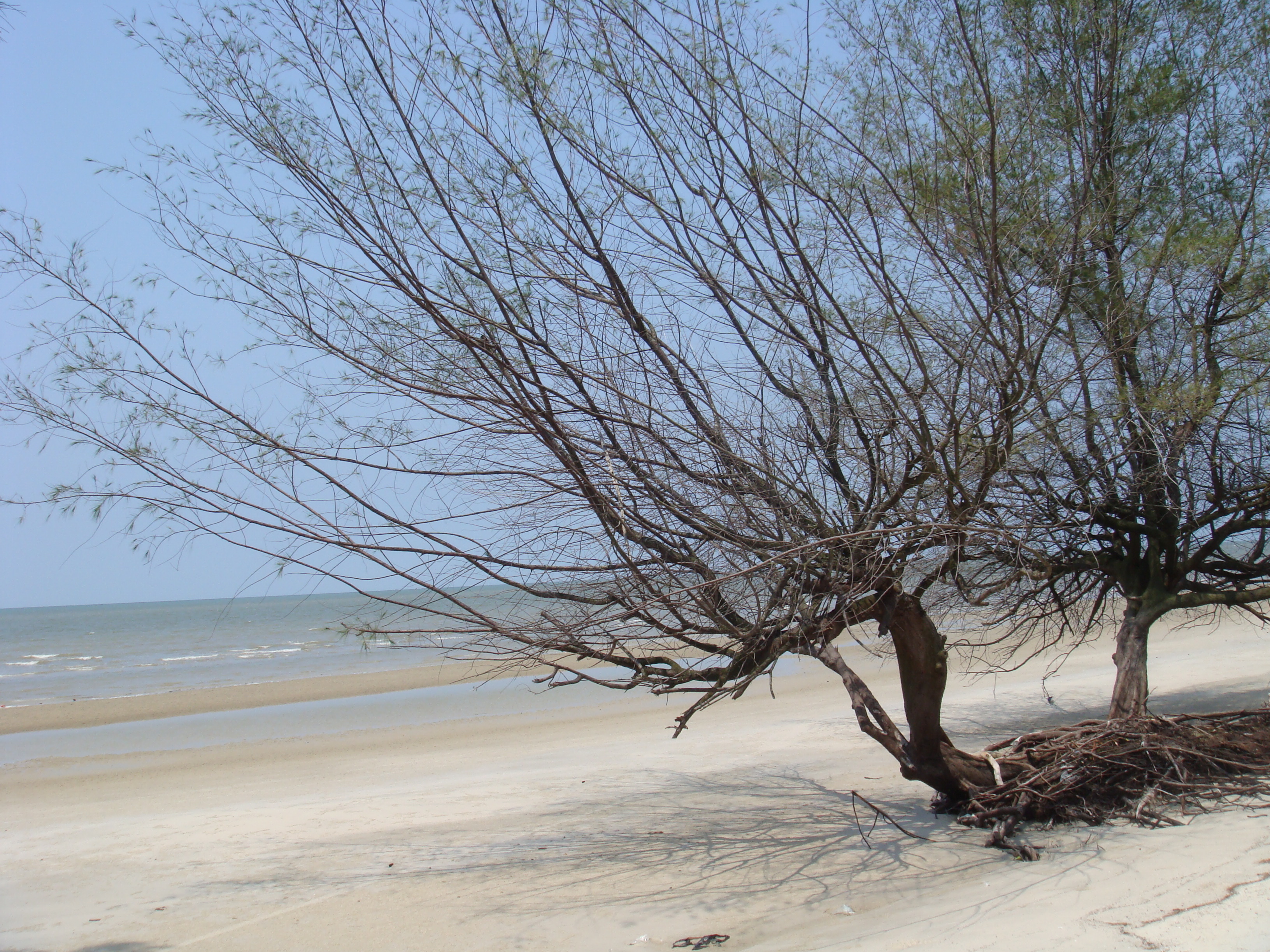 Pantai Rupat  YUK DISKUSI N BELAJAR BARENG